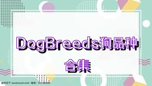 DogBreeds狗品种合集