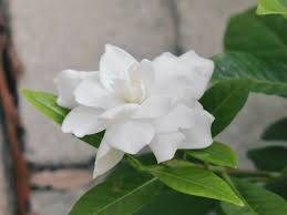 栀子花合集