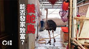致富鸵鸟合集