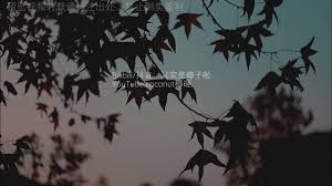 椰子视频合集