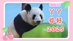 丫播合集