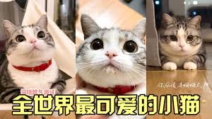 学酱合集