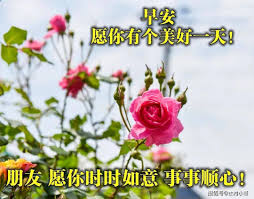 寻梦鲜花合集